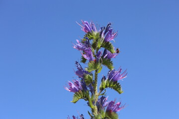 Echium vulgar is a species of flowering plant in the borage family Boraginaceae
