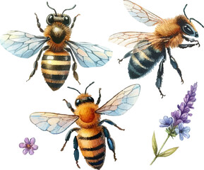 set with three bees and flowers.