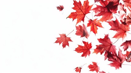 Autumn and End of Year Web Banner Design with Isolated Red Maple Leaves