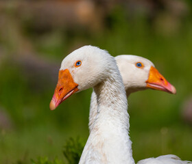 gęsi domowe © Marek