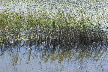 water lily in the lake