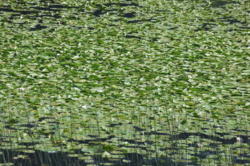 water lily in the lake