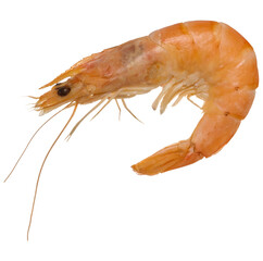 Large boiled shrimp on isolated background, close up