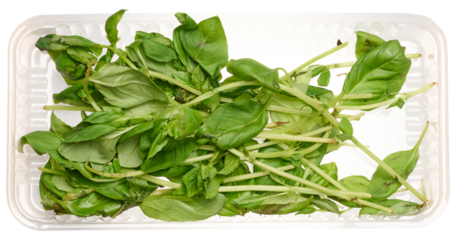 Bunch of basil with wilted leaves on isolated background