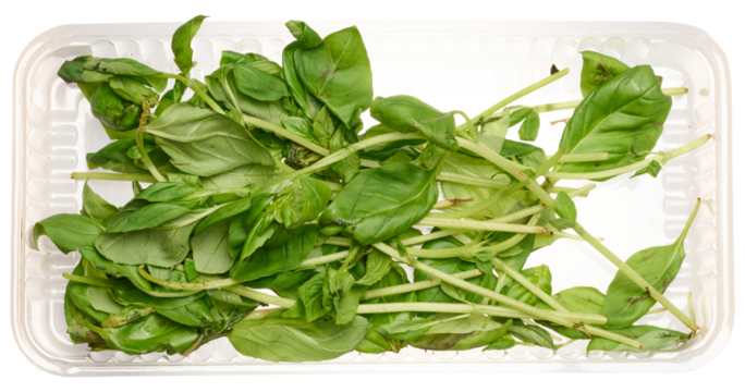Bunch of basil with wilted leaves on isolated background