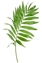 Green palm tree branch isolated on white background