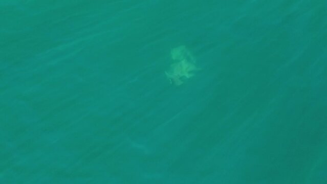 footage of mobula ray in the ocean