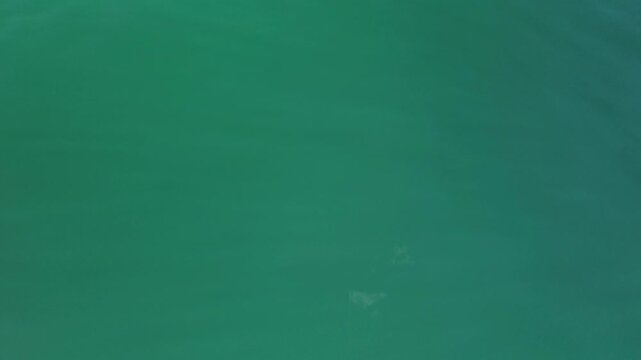 footage of mobula ray in the ocean