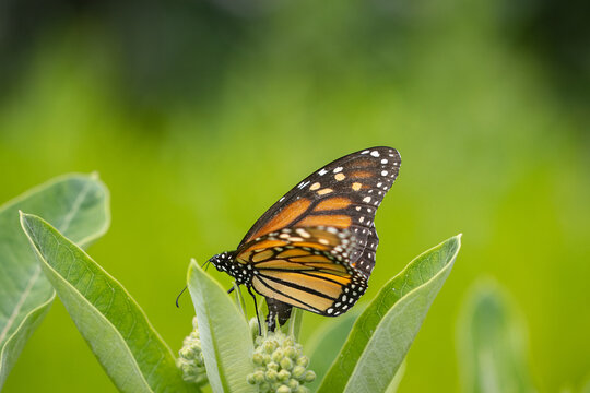 Monarch butterfly depositing egg on common milkweed flowers