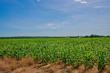 Corn Growning in Northwest Louisiana in Early Summer