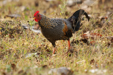 Gray junglefowl - Gallus sonneratii also Sonnerat's junglefowl, wild ancestor of the domestic chicken, male bird on the ground in indian jungle, local names include Komri or Geera kur or Parda komri