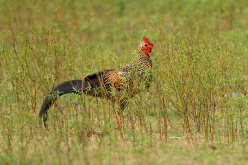 Gray junglefowl - Gallus sonneratii also Sonnerat's junglefowl, wild ancestor of the domestic chicken, male bird on the ground in indian jungle, local names include Komri or Geera kur or Parda komri