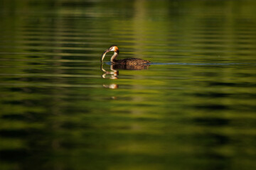 Great Crested Grebe - Podiceps cristatus member of the grebe family of water birds, hunting water bird with caught pike fish in the green lake