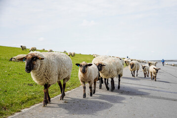 Germany, Norddeich. Sheep on the dyke on the North Sea coast of the German Wadden Sea