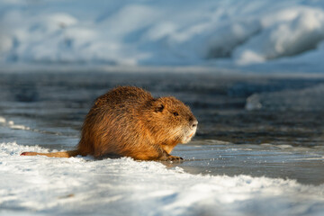 Nutria or coypu on the snow - Myocastor coypus herbivorous semiaquatic rodent from South America, feeds on river plant stems, introduced to North America, Europe and Asia by fur farmers