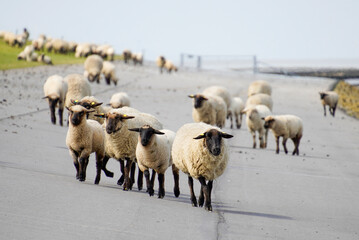 Germany, Norddeich. Sheep on the dyke on the North Sea coast of the German Wadden Sea