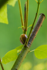 Snail on a branch