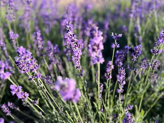 lavender flowers in the garden