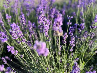 lavender field in region