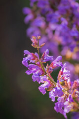 Sage or Common Sage (Salvia officinalis)