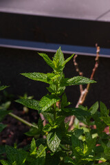Peppermint (Mentha × piperita) © Conrmiller