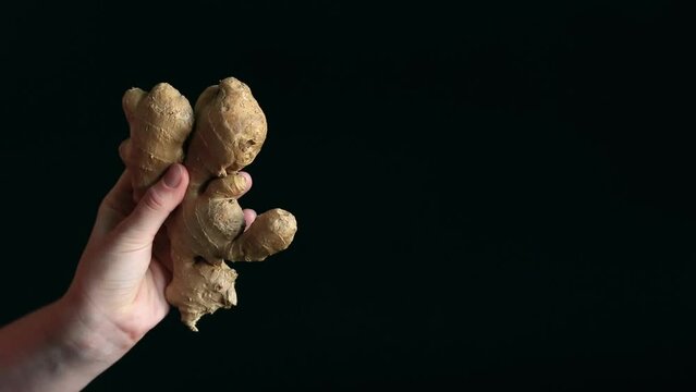 Close-up of a woman's hand holding ginger root. Washed ginger in hand on a black background. Ingredient. Fresh ginger root or rhizome, herbs and food concept