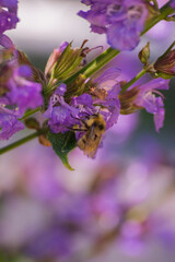 Bumblebee in the Sage