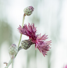 flower of a thistle flower