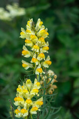 Yellow flower green background