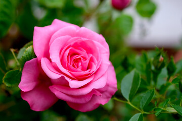 Macro blooming pink rose close up. Pink rose head blooming.