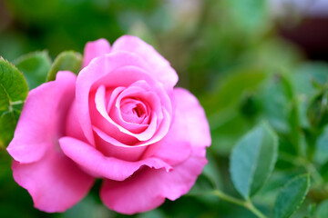 Macro blooming pink rose close up. Pink rose head blooming.