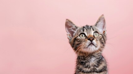 Obraz premium Attractive young tabby feline against light pink backdrop