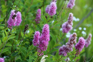 Spiraea salicifolia is blooming in the garden