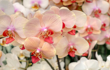 Pink Red White Wild Orchid Holland Netherlands Keukenhof Rare