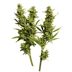 cannabis buds. vector file. isolated. transparent