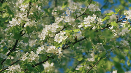 Blooming Garden. Spring Blooming Trees Pear. Spring Tree Scene In Flowers. Flowering Of A Fruitful Plant. Blooming White Pear Flowers Under Morning Sunlight.
