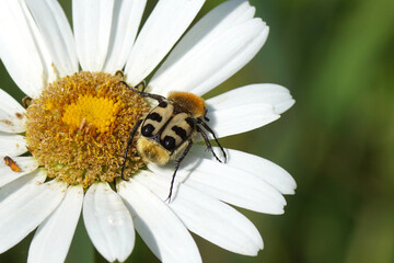 Obraz premium Close up beetle Trichius gallicus, family Scarabaeidae. On flower of ox-eye daisy, marguerite, Leucanthemum vulgare. Summer, June, France 