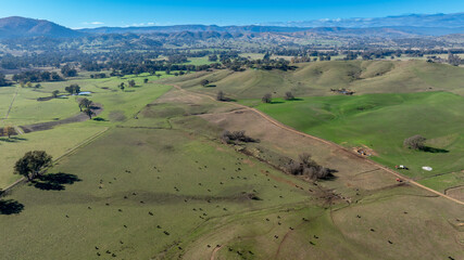 Drone aerial photograph of black cattle grazing on grass in a green and lush agricultural paddock in the Snowy Mountains region of New South Wales, Australia.