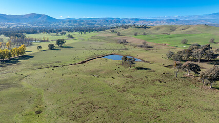 Drone aerial photograph of a large herd of black cattle grazing on grass near an irrigation dam in...