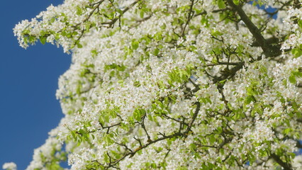 Pear Blossoms Swaying In Wind. Branches Of A Sweet Pear Tree With White Flowers. Pear Tree Blossom. Branch Of Tree With Small White Flowers In Bloom.