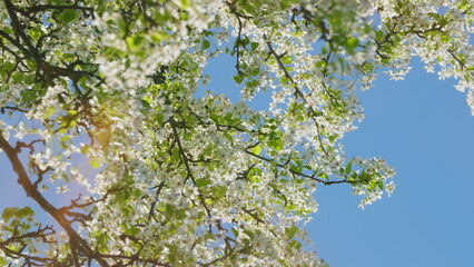 Fototapeta premium Blooming White Pear Flowers Morning Sunlight. White Flowers On A Tree In Soft Sunset. Pear Blossom. White Buds. Fruit Tree Flower.