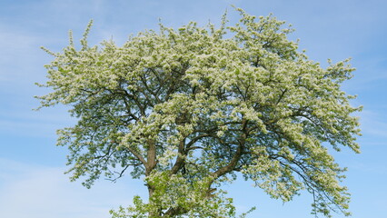 Fototapeta premium Green Foliage On A Pear Tree In Spring Bloom. White Flowers Bloom From March To April. Blooming White Pear Or Pear Flowers Under Morning Sunlight.