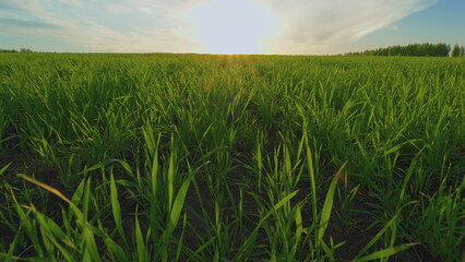 Obraz premium Wheat Plants Ear Or Pods. Natural Background. Field Of Young Green Wheat. Green Field Of Young Wheat. Large Harvest Of Wheat In Summer On Field Landscape.