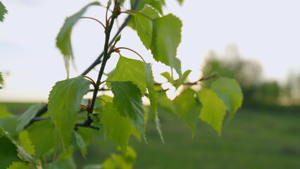 Tree Branches In Spring Season. Young Green Leaves On Tree In Spring. Spring Has Come.