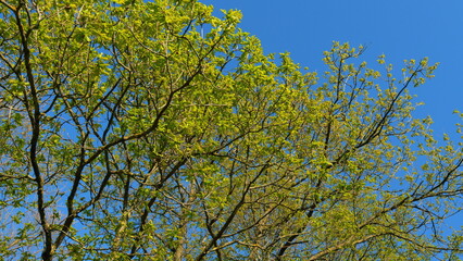Fototapeta premium Young Tender Oak Foliage Swaying In Fresh Wind. Beautiful Oak Tree Foliage With Green Foliage. Summer Bright Background With A Branch And Leaves Of An Oak Close-Up Against A Blue Sky.