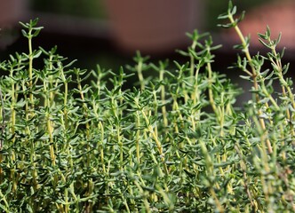 green plants and leaves of thyme herb close up