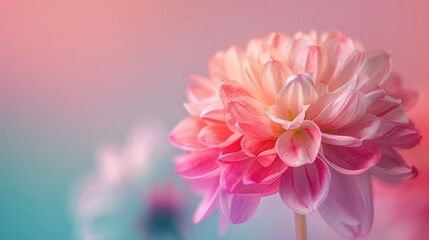 Fototapeta premium A pink and white flower with a blue background. The flower is the main focus of the image