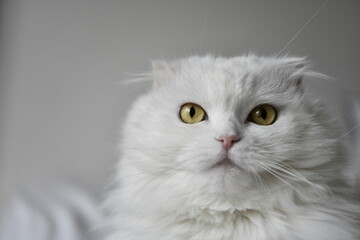 White cat