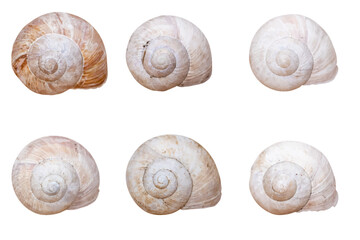 sea shells set. vector file. isolated. transparent
