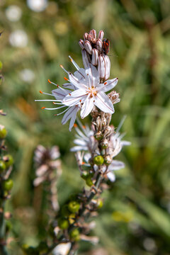 asphodel also king's spear  (&Auml;stige Affodill) Asphodelus ramosus